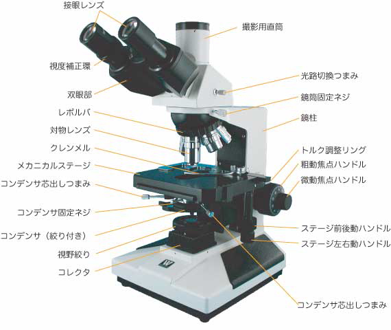名称 顕微鏡 1．顕微鏡の各部の名称と働き