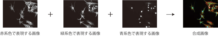 蛍光画像合成