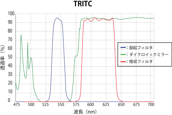 TRITC スペクトログラム
