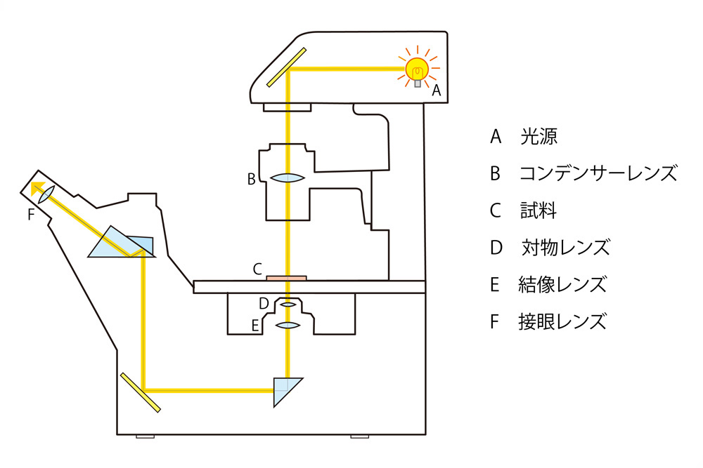 倒立顕微鏡の基本構造
