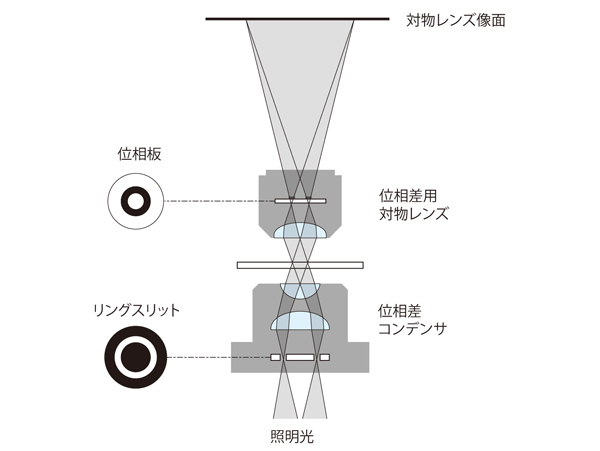 未染色・未固定の標本を観察できます