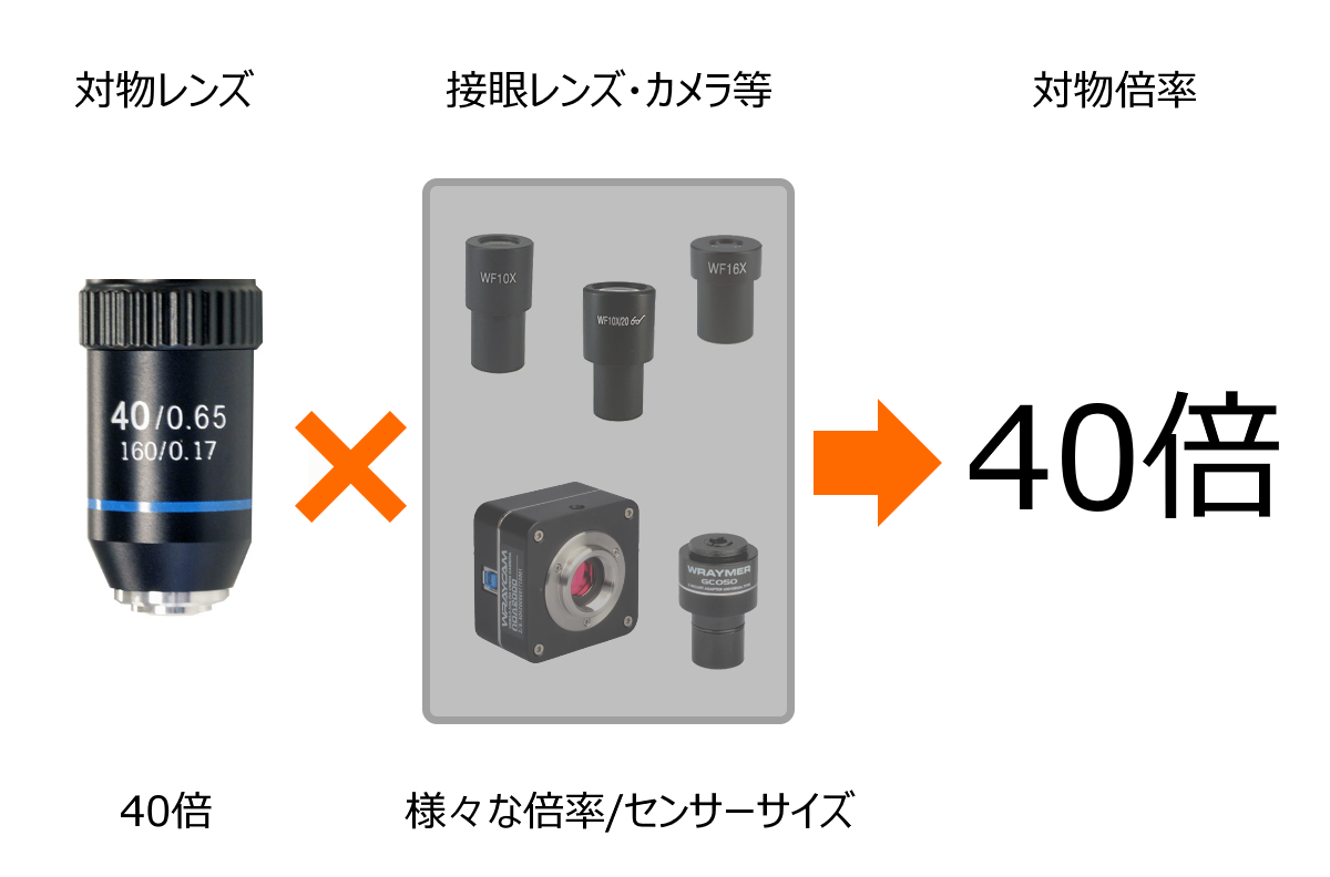 対物 レンズ 接眼 レンズ