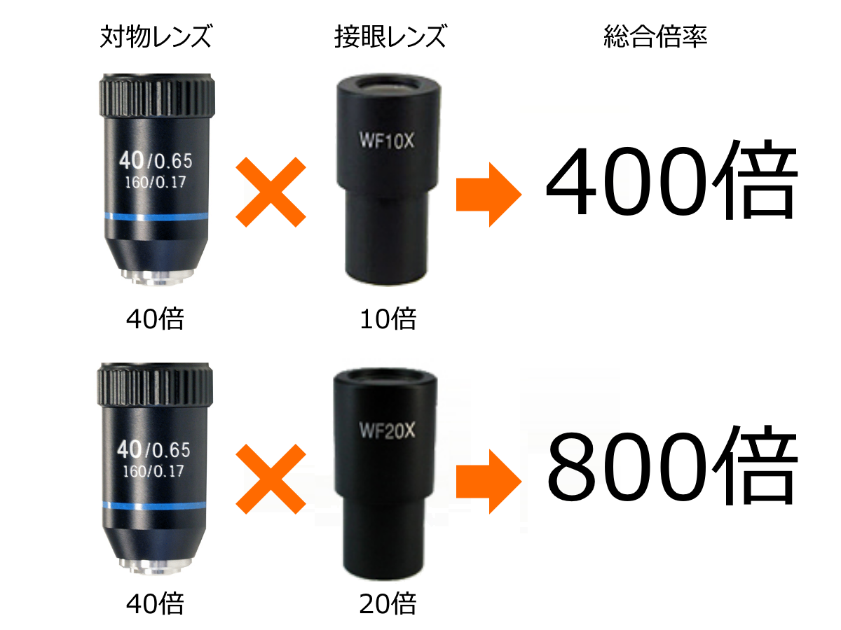 対物 レンズ 接眼 レンズ